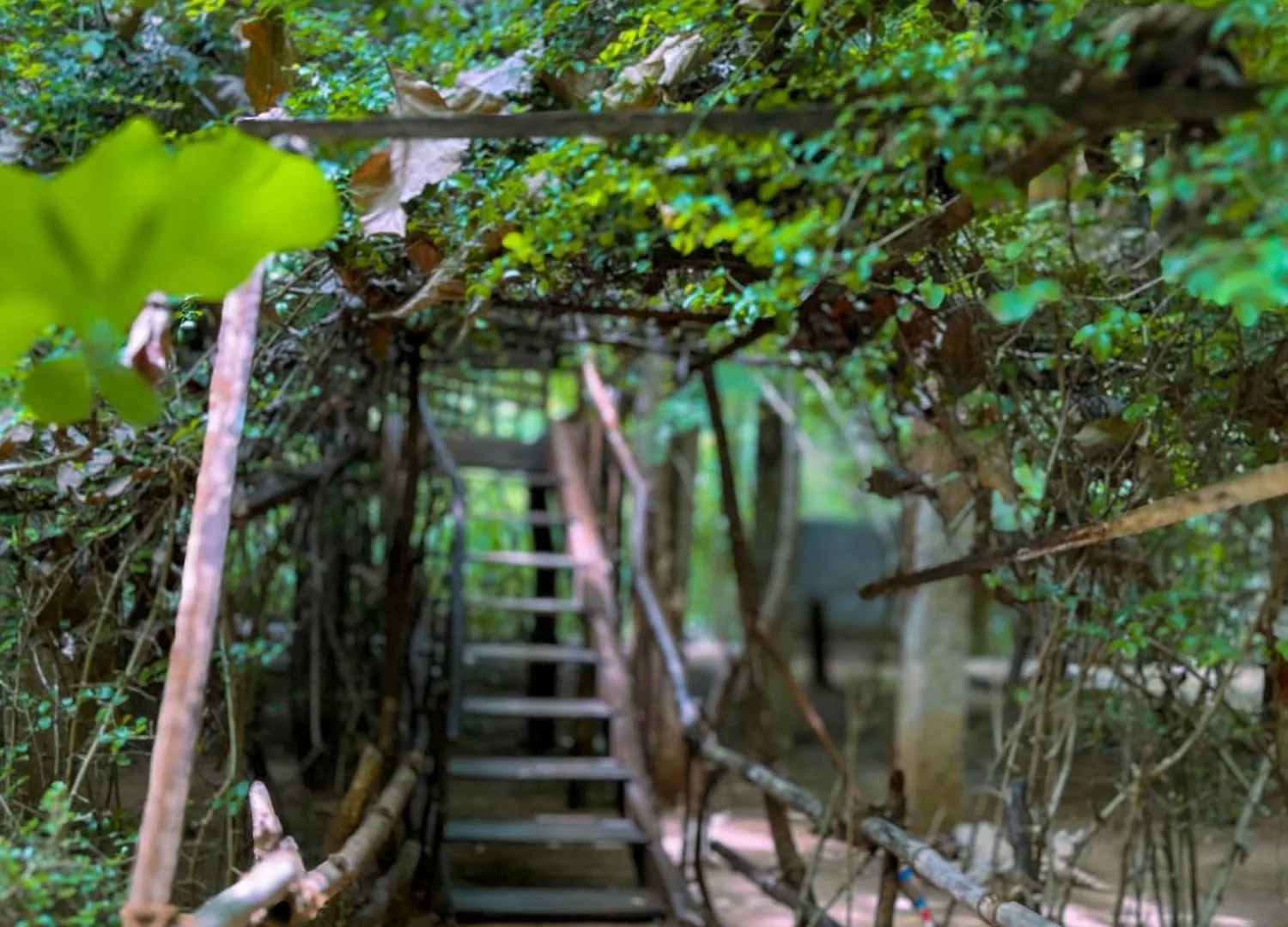 Habarana Tree House Ambasewana Resort